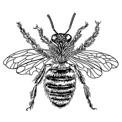 Bee Drawing