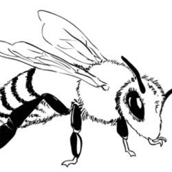 Bee Drawing Amazing Sketch