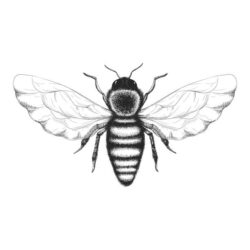 Bee Drawing Artistic Sketching