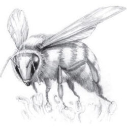 Bee Drawing Creative Style