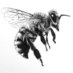 Bee Drawing Detailed Sketch