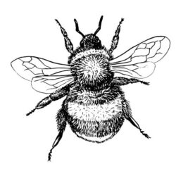 Bee Drawing Fine Art