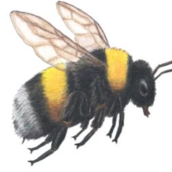 Bee Drawing Hand drawn Sketch