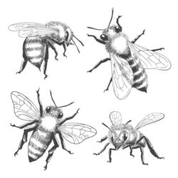 Bee Drawing Modern Sketch