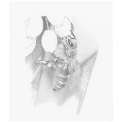 Bee Drawing Professional Artwork