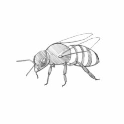 Bee Drawing Sketch