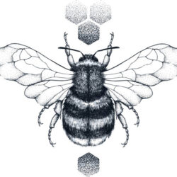 Bee Drawing Stunning Sketch