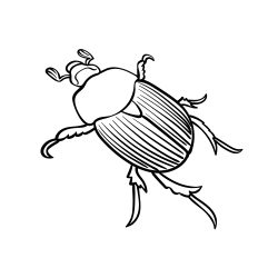 Beetle Drawing Art