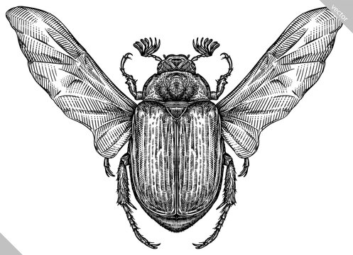 Beetle Drawing Artistic Sketching