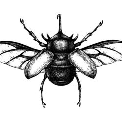 Beetle Drawing Hand drawn Sketch