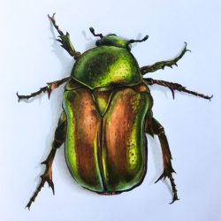 Beetle Drawing Modern Sketch