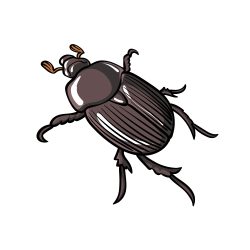 Beetle Drawing Realistic Sketch