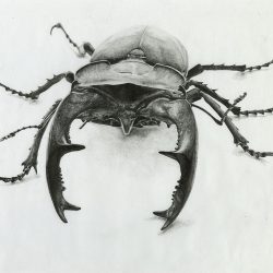 Beetle Drawing Stunning Sketch