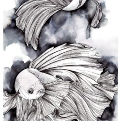 Betta Fish Drawing Creative Style