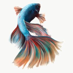 Betta Fish Drawing Fine Art