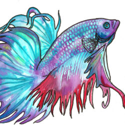 Betta Fish Drawing Hand Drawn Sketch