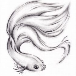 Betta Fish Drawing Modern Sketch