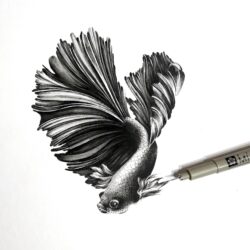 Betta Fish Drawing Sketch