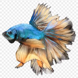 Betta Fish Drawing Unique Art