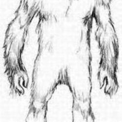 Bigfoot Drawing Fine Art