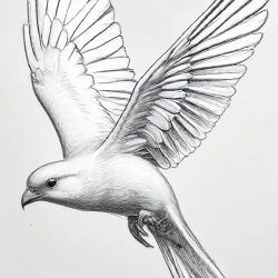 Bird Flying Drawing Easy Sketch