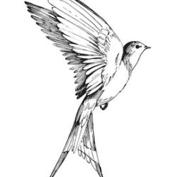 Bird Flying Drawing Hand drawn Sketch