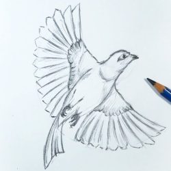 Bird Flying Drawing Realistic Sketch