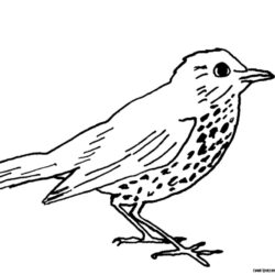 Bird Line Drawing