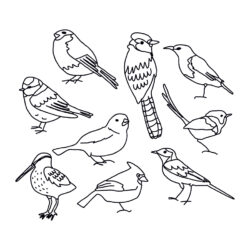 Bird Line Drawing Art