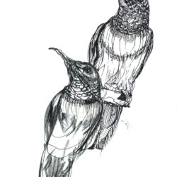 Bird Line Drawing Detailed Sketch