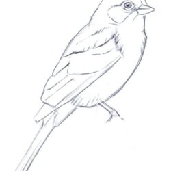 Bird Line Drawing Fine Art