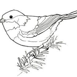 Bird Line Drawing Hand Drawn Sketch