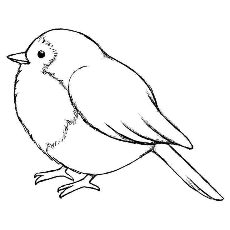 Bird Line Drawing Modern Sketch