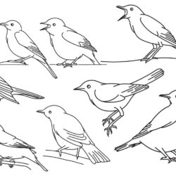 Bird Line Drawing Realistic Sketch