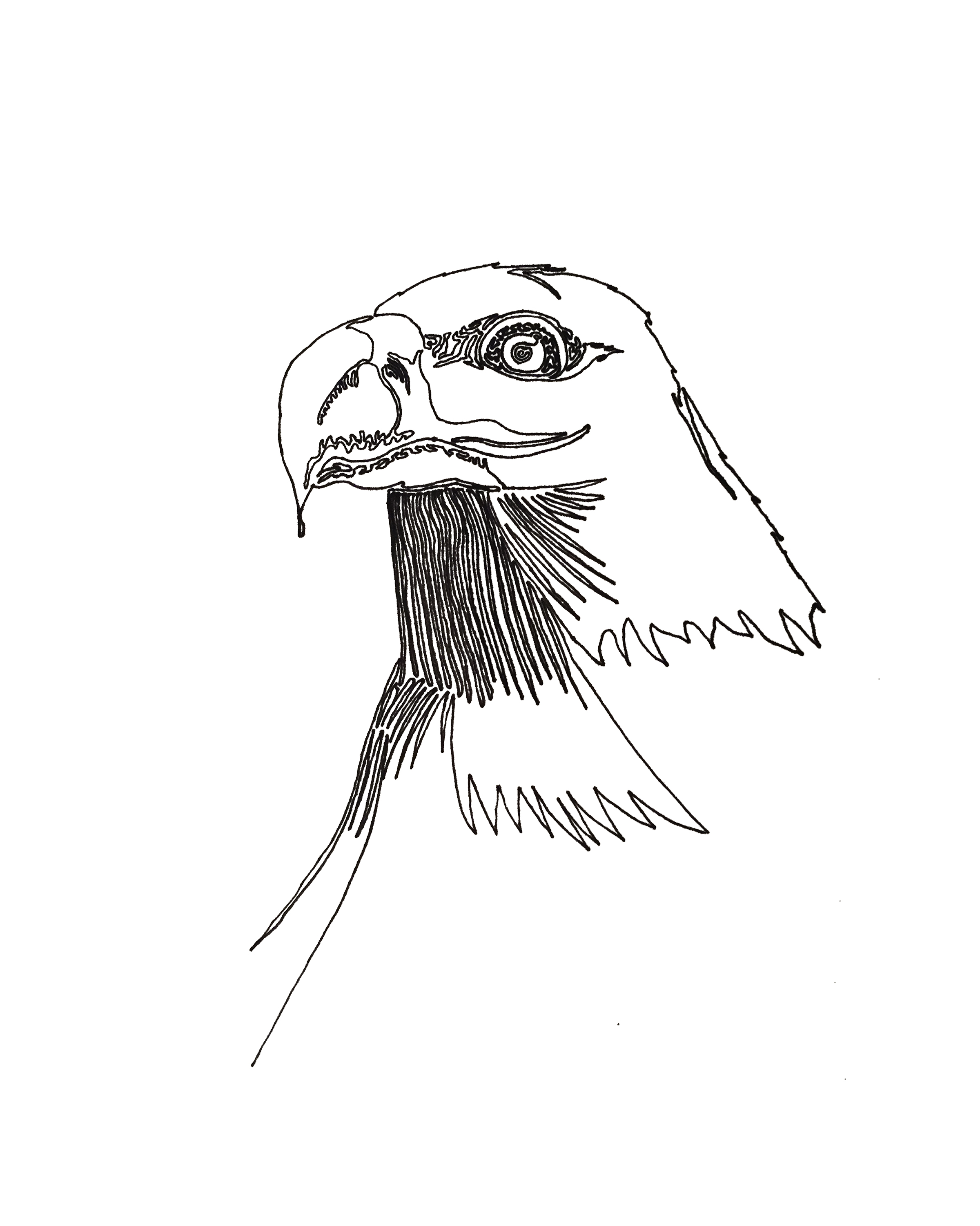 Bird Line Drawing Stunning Sketch