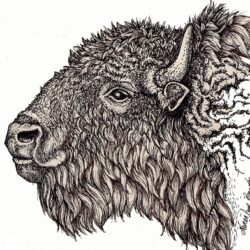 Bison Drawing Amazing Sketch