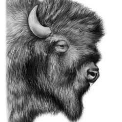 Bison Drawing Art