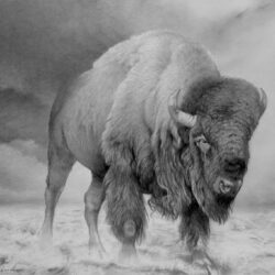 Bison Drawing Beautiful Artwork