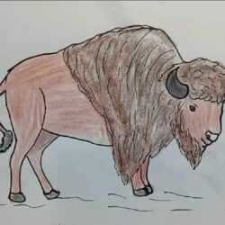 Bison Drawing Detailed Sketch