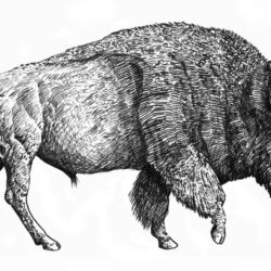 Bison Drawing Fine Art