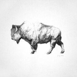 Bison Drawing Hand Drawn