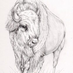 Bison Drawing Image