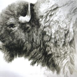 Bison Drawing Intricate Artwork