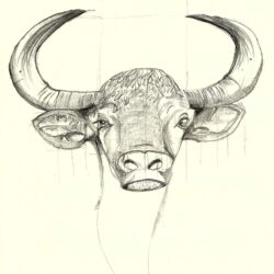 Bison Drawing Modern Sketch