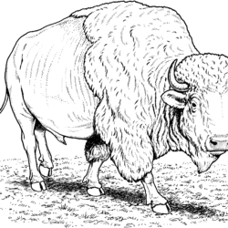 Bison Drawing Photo