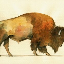 Bison Drawing Picture