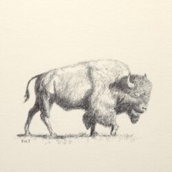 Bison Drawing Professional Artwork