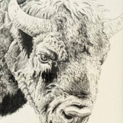 Bison Drawing Realistic Sketch