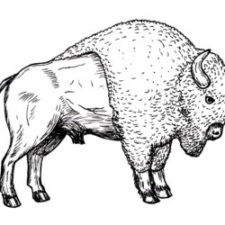 Bison Drawing Stunning Sketch