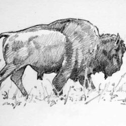 Bison Drawing Unique Art